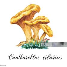 Attēlu rezultāti vaicājumam “Cantharellus cibarius”