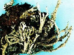 Attēlu rezultāti vaicājumam “Cladonia squamosa”