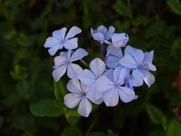 Attēlu rezultāti vaicājumam “Plumbaginaceae”