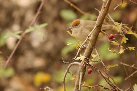 Image result for Sylvia atricapilla