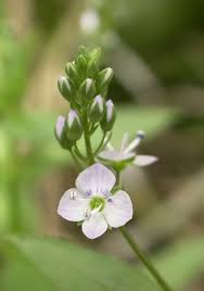 Attēlu rezultāti vaicājumam “Veronica anagallis-aquatica”