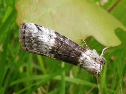 Attēlu rezultāti vaicājumam “Tetheella fluctuosa”