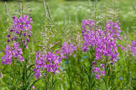 Attēlu rezultāti vaicājumam “Epilobium angustifolium flower”