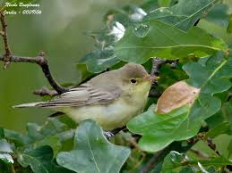 Attēlu rezultāti vaicājumam “Hippolais icterina”