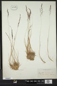 Attēlu rezultāti vaicājumam “Agrostis canina”