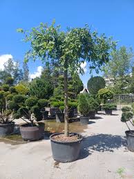 Attēlu rezultāti vaicājumam “Fraxinus excelsior Pendula”