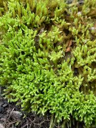 Attēlu rezultāti vaicājumam “Philonotis”