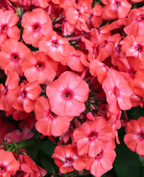 Image result for Phlox paniculata `Sweet Summer`