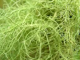 Attēlu rezultāti vaicājumam “Usnea filipendula”
