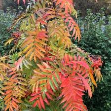 Attēlu rezultāti vaicājumam “Populus x lettland”