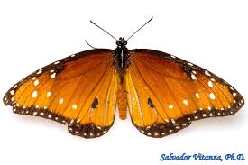 Attēlu rezultāti vaicājumam “Nymphalidae”