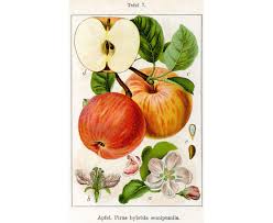 Attēlu rezultāti vaicājumam “Malus domestica”