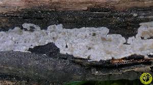 Attēlu rezultāti vaicājumam “Radulomyces confluens”