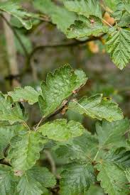Attēlu rezultāti vaicājumam “Sorbus intermedia leaf”