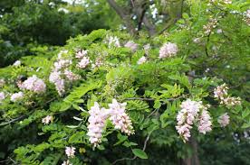 Attēlu rezultāti vaicājumam “Trichia ambigua”