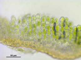 Attēlu rezultāti vaicājumam “Pogonatum nanum macro”