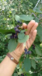 Attēlu rezultāti vaicājumam “Amelanchier spicata fruit”