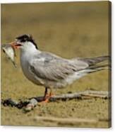 Attēlu rezultāti vaicājumam “Sterna hirundo”