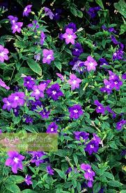 Image result for Browallia speciosa