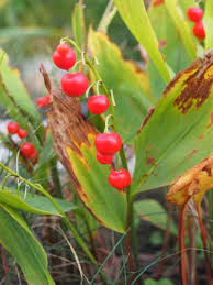 Attēlu rezultāti vaicājumam “Convallaria majalis fruit”