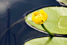 Attēlu rezultāti vaicājumam “Nuphar lutea”