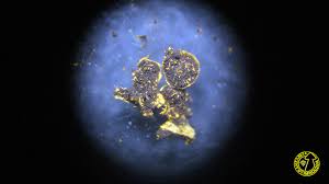 Attēlu rezultāti vaicājumam “Physarum oblatum”