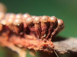 Attēlu rezultāti vaicājumam “Metatrichia vesparia”