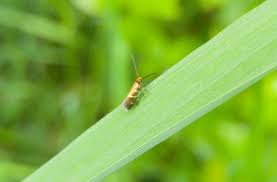 Attēlu rezultāti vaicājumam “Micropterix aureatella”