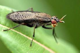 Attēlu rezultāti vaicājumam “Coremacera marginata”