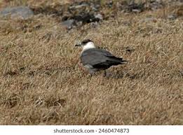 Attēlu rezultāti vaicājumam “Stercorarius parasiticus adult”