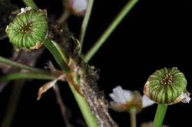 Attēlu rezultāti vaicājumam “Alisma gramineum flower”