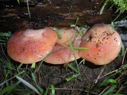 Attēlu rezultāti vaicājumam “Rhodotus palmatus”