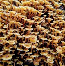 Attēlu rezultāti vaicājumam “Xeromphalina campanella”