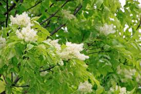 Attēlu rezultāti vaicājumam “Fraxinus excelsior flower”