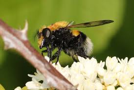 Attēlu rezultāti vaicājumam “Volucella bombylans”