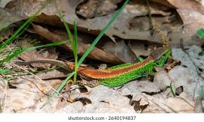 Attēlu rezultāti vaicājumam “Lacerta agilis male”