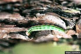 Attēlu rezultāti vaicājumam “Panolis flammea”