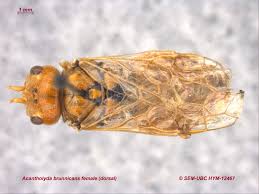 Attēlu rezultāti vaicājumam “Pamphiliidae”