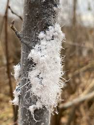 Attēlu rezultāti vaicājumam “Stemonitis axifera spores”