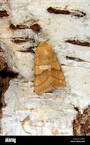 Attēlu rezultāti vaicājumam “Charanyca trigrammica”