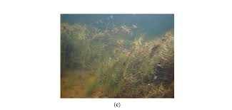 Attēlu rezultāti vaicājumam “Juncus bulbosus fruit”