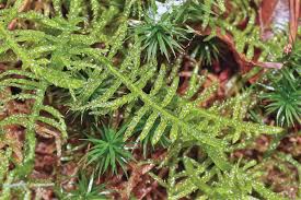 Attēlu rezultāti vaicājumam “Pseudoscleropodium purum”