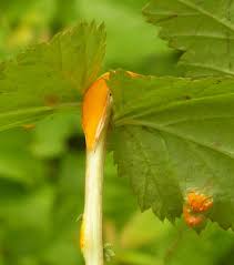 Attēlu rezultāti vaicājumam “Triphragmium ulmariae”