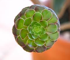 Attēlu rezultāti vaicājumam “Crassulaceae”