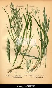 Attēlu rezultāti vaicājumam “Glyceria fluitans fruit”