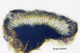 Attēlu rezultāti vaicājumam “Opegrapha rufescens”