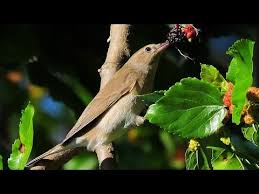 Attēlu rezultāti vaicājumam “Sylvia borin nest”