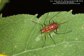 Attēlu rezultāti vaicājumam “Uroleucon cirsii”