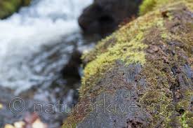 Attēlu rezultāti vaicājumam “Scapania apiculata”