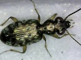 Attēlu rezultāti vaicājumam “Asaphidion pallipes”